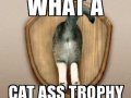 catasstrophy.jpg